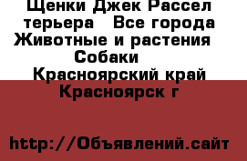 Щенки Джек Рассел терьера - Все города Животные и растения » Собаки   . Красноярский край,Красноярск г.